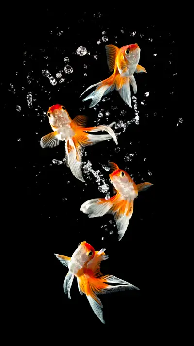 黑色金鱼-拍信图库 - Screenshot 1