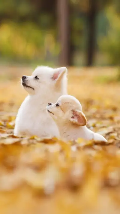 狗生为何更幸福？ - Screenshot 1