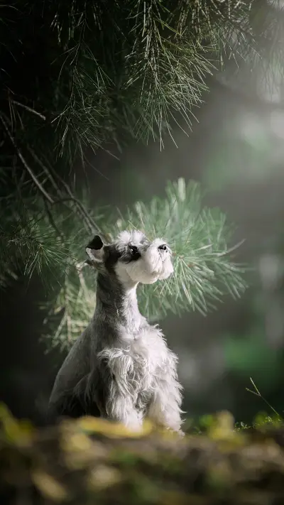 狗狗不能惯的毛病