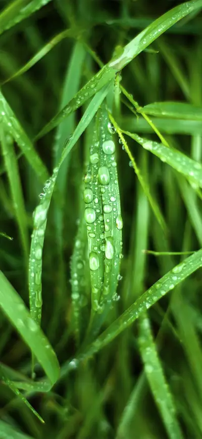 小清新绿色护眼壁纸-锐景创意 - Screenshot 1