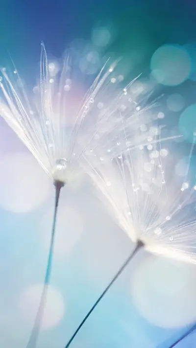 清明断雪谷雨断霜