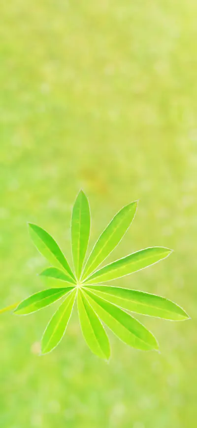 清新植物壁纸 -锐景创意