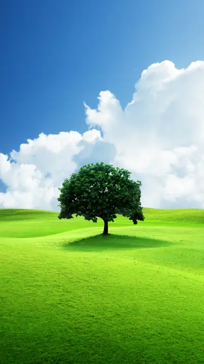 绿树成荫-拍信图库