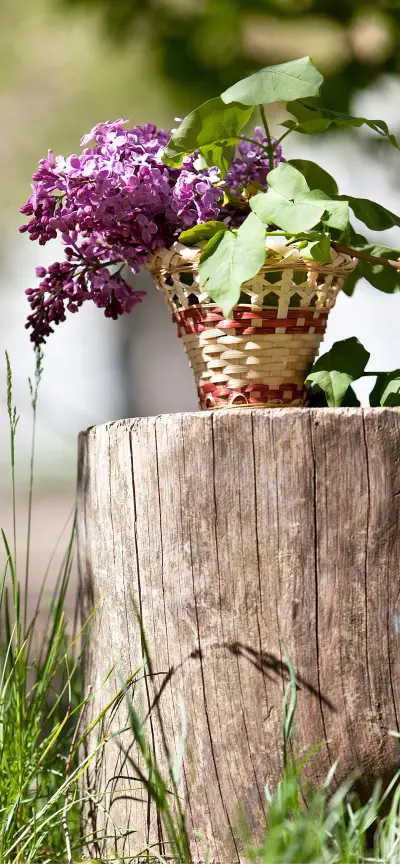 夏日小清新-拍信图库