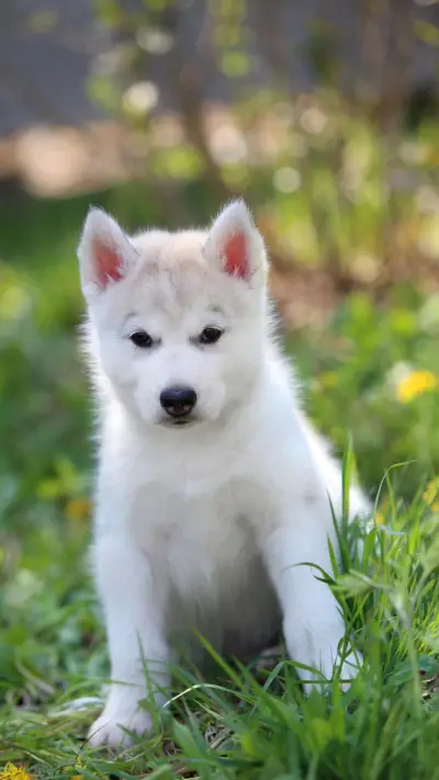 照顾小哈士奇需注意 - Screenshot 1