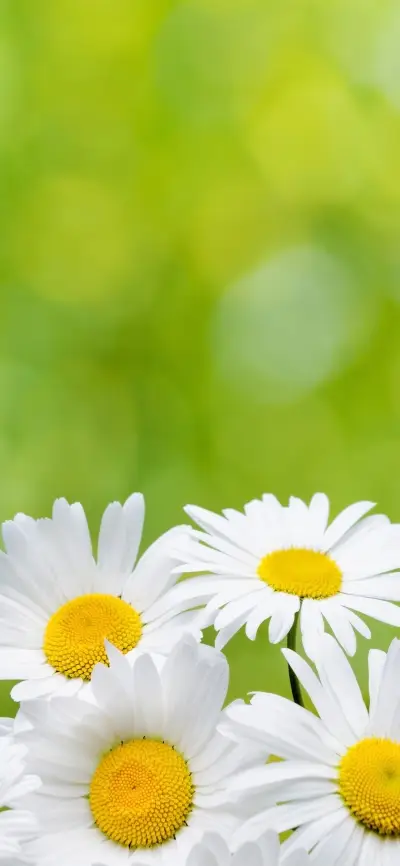 小清新植物花卉壁纸-锐景创意 - Screenshot 1