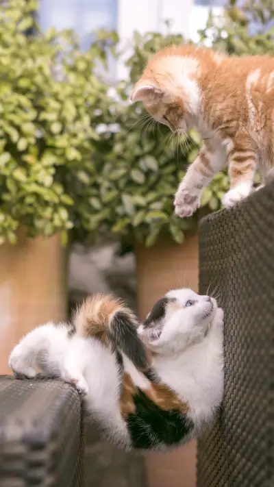 猫咪之间的战争