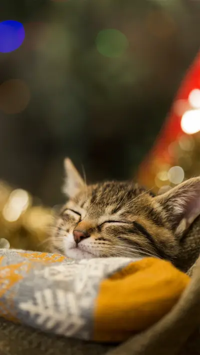 可爱小猫咪壁纸-锐景创意