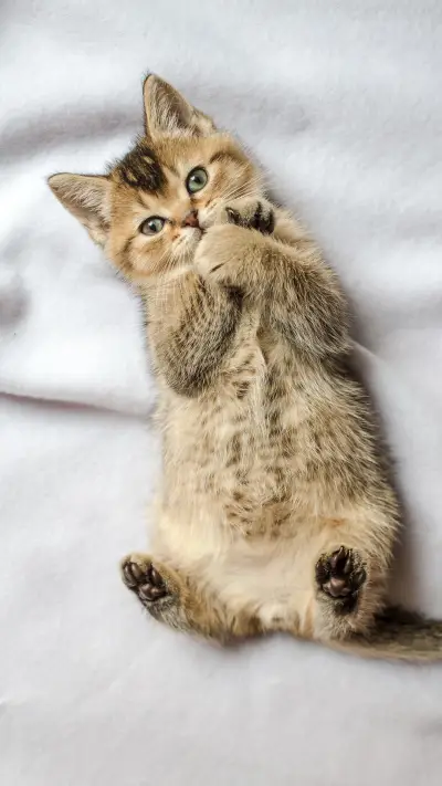 猫咪打滚是撒娇吗