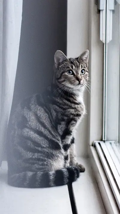 猫咪 - Screenshot 1