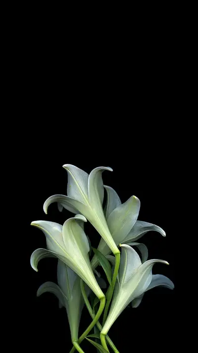 黑色调植物光影 - Screenshot 1