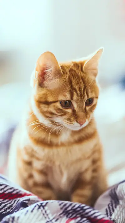 橘猫不为人知的秘密 - Screenshot 1