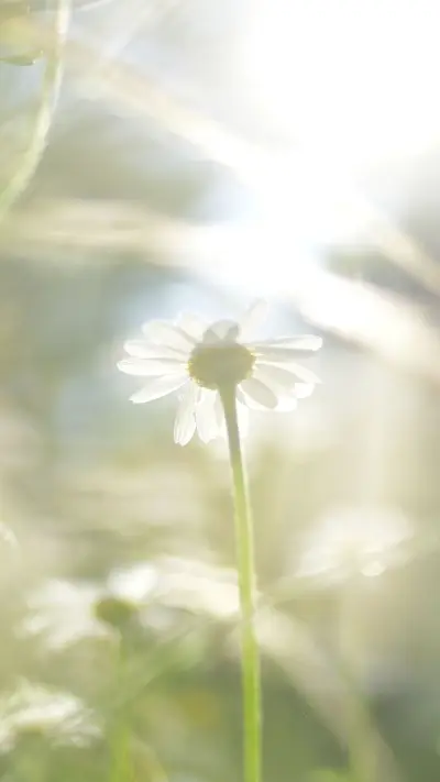 清新小野花-视觉中国 - Screenshot 1