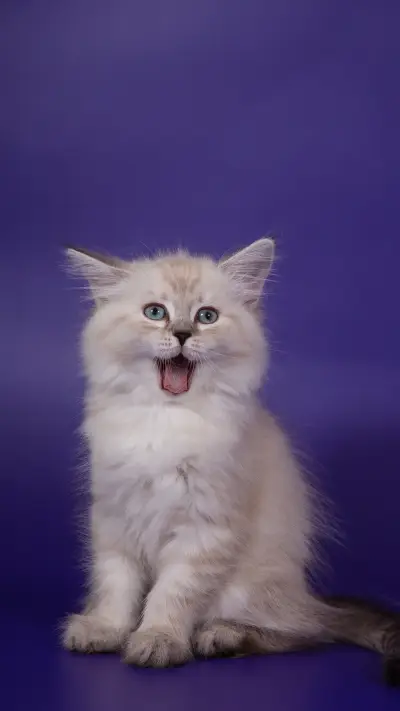 如何获得喵星人宠幸 - Screenshot 1