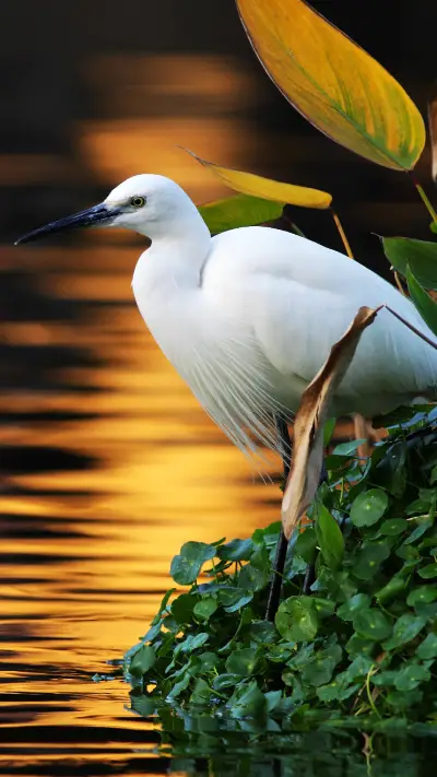 白鹭飞飞点碧塘