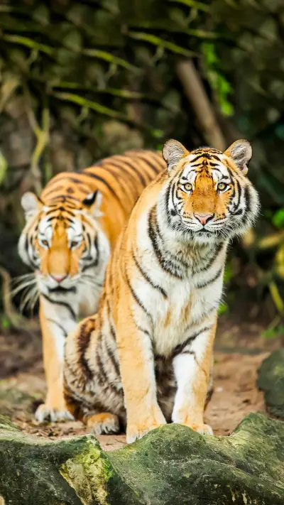 老虎究竟有多厉害