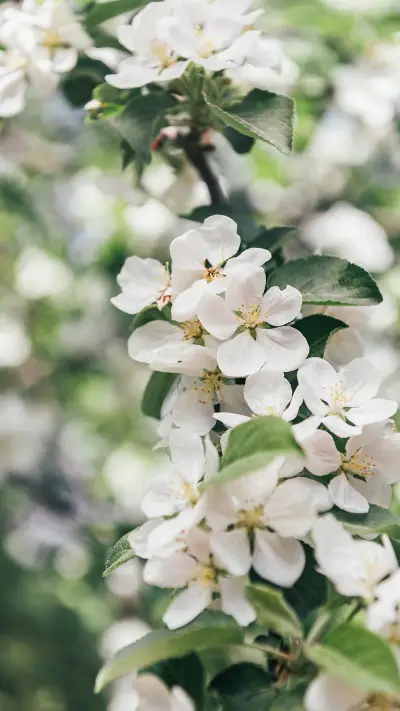 ins风花卉摄影-锐景创意