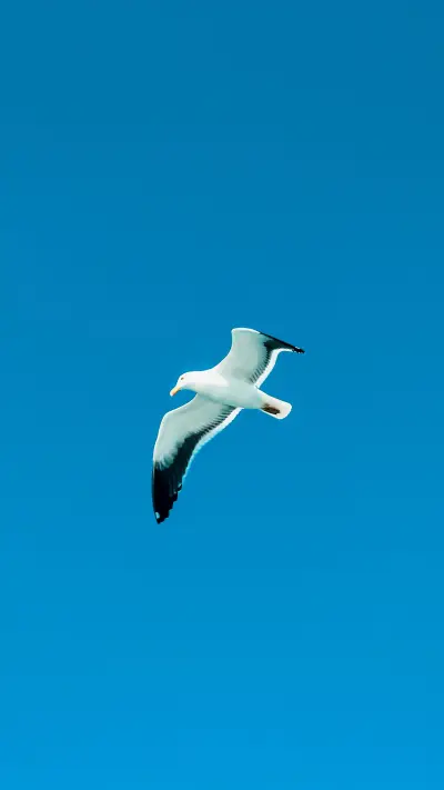 冷冽雪景-顶晟科技 - Screenshot 1