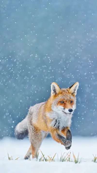 狐鸣嘤嘤-拍信图库 - Screenshot 1