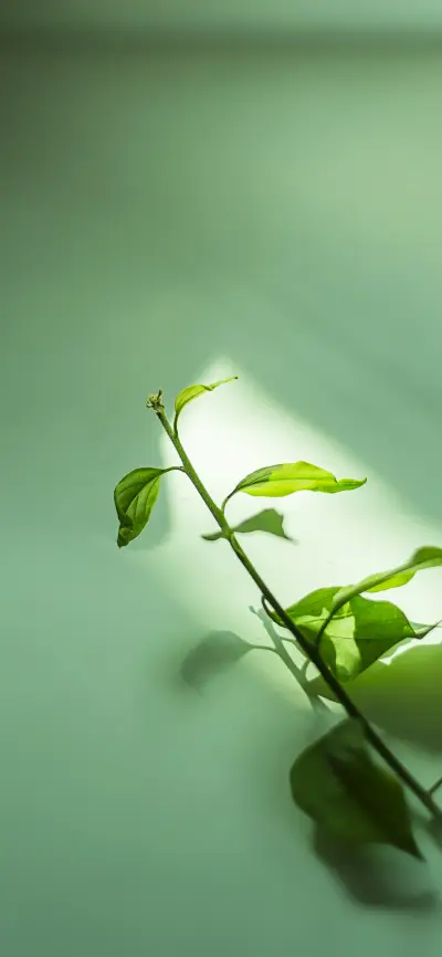 植物的魅力壁纸 -锐景创意