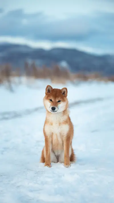 狗狗爱吃这些蔬菜