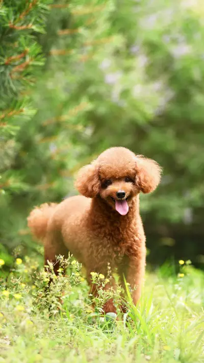 宠物摄影小技巧 - Screenshot 1