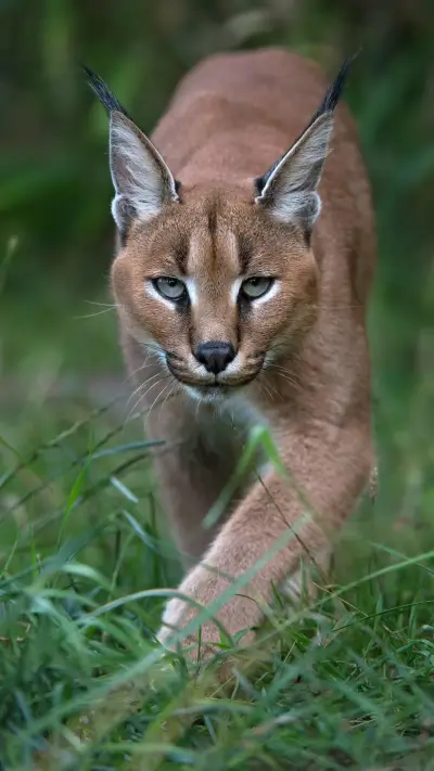 长相呆萌实则凶残的猫