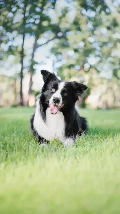 汪星人为什么拆家