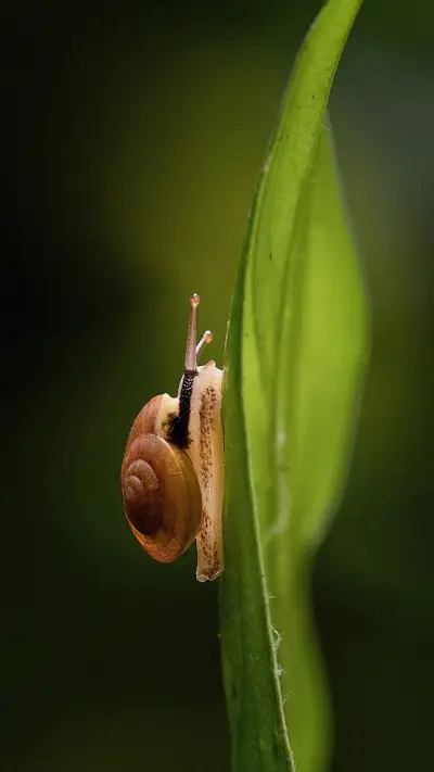 小小蜗牛大大梦想