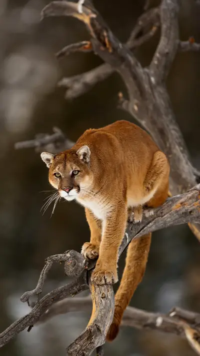 神秘莫测的大猫