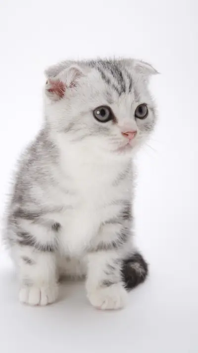 活泼好动的折耳猫