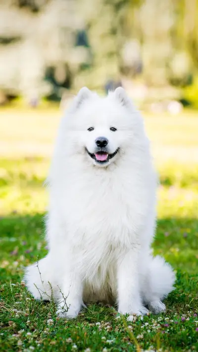 狗狗开心的信号