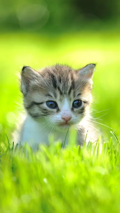 猫主子的厕所清洁贴士