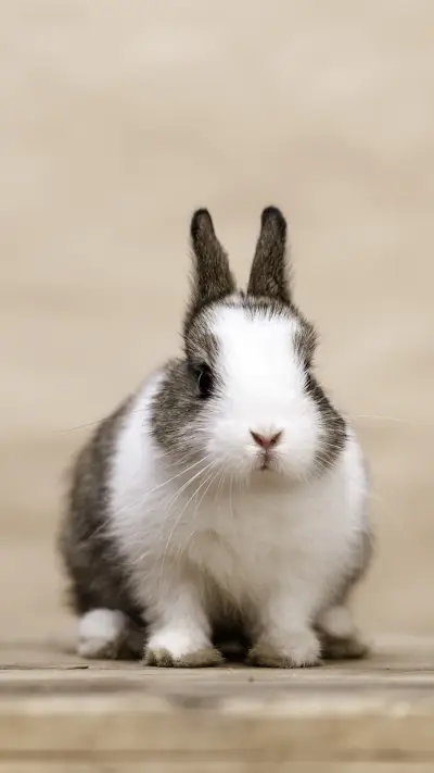 兔子喜欢玩哪些游戏