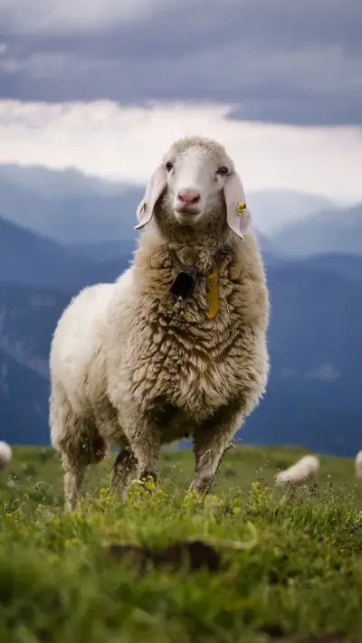 珍贵的动物-锐景创意 - Screenshot 1