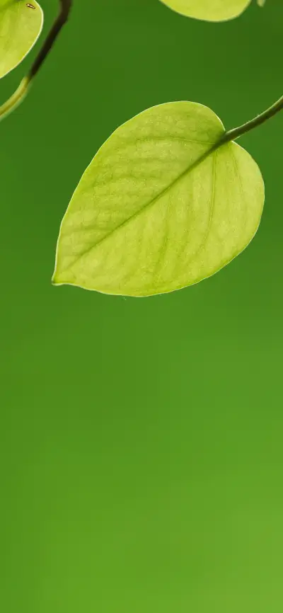 护眼小清新绿叶壁纸-锐景创意