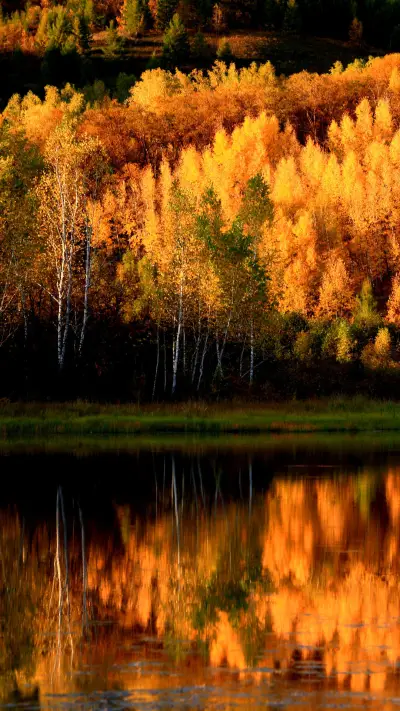 大兴安岭的静谧之美 - Screenshot 1