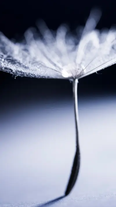 美丽的花朵-拍信图库