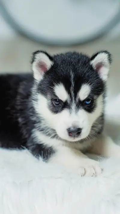 萌宠成精-拍信图库