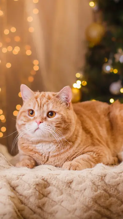 可爱猫咪-拍信图库