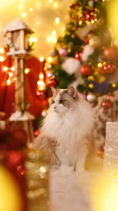 养猫就像谈恋爱