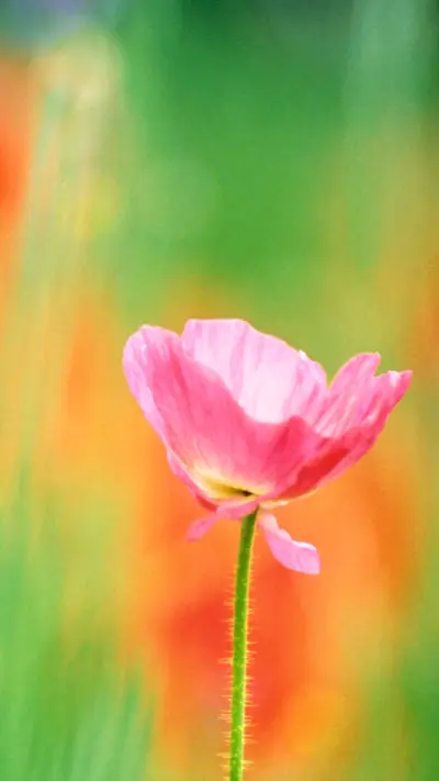 植物-【视觉中国】 (4)