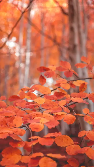 拥抱自然-拍信图库