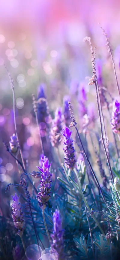 薰衣草壁纸-锐景创意 - Screenshot 1