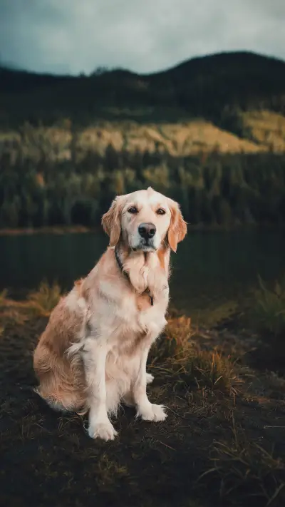 狗狗的视力有多好
