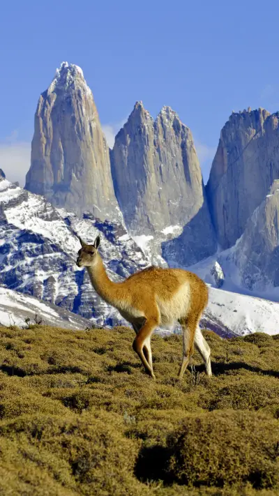 天涯之国：智利 - Screenshot 1