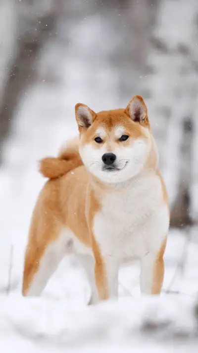 最不怕冷的狗狗