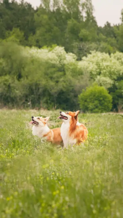 关于狗狗的有趣事实 - Screenshot 1