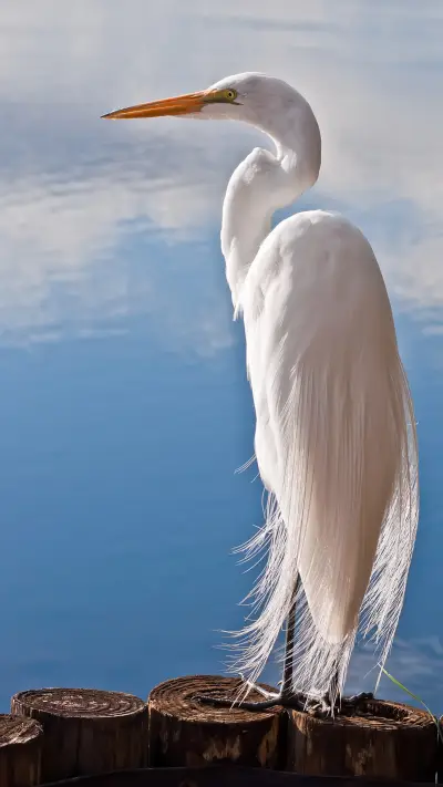 白鹭-锐景创意 - Screenshot 1