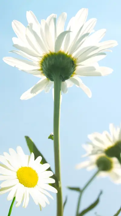 自然壁纸-拍信图库 - Screenshot 1